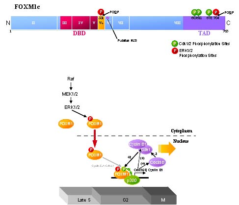 FOXM1 and signal transduction pathway